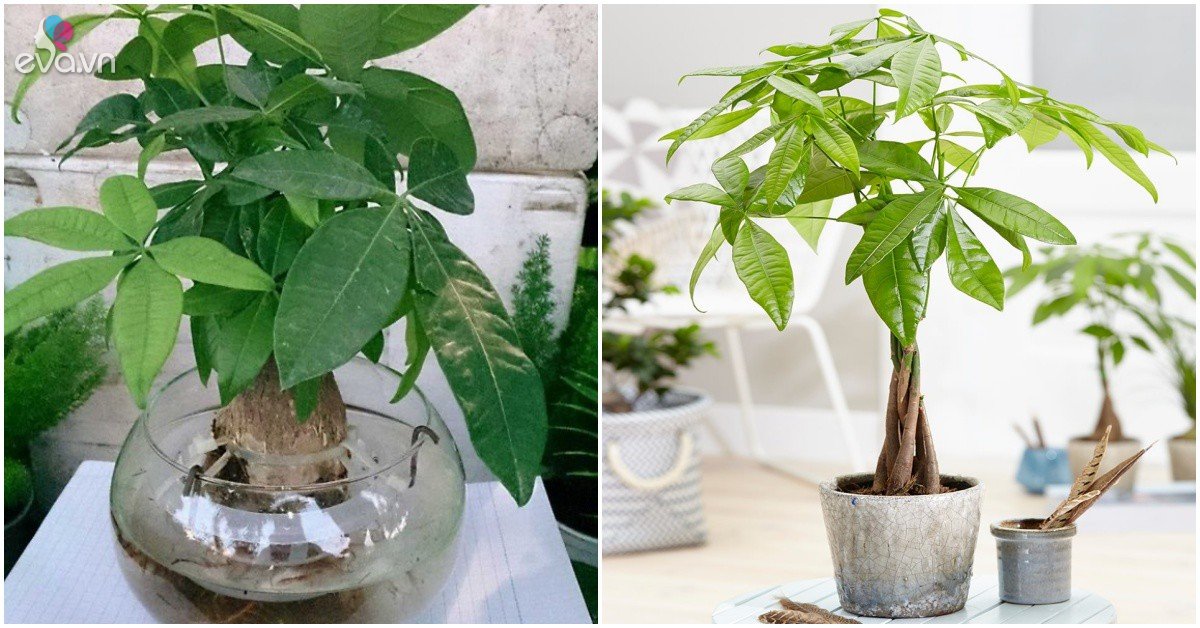 Read more about the article Mùa hè nuôi cây kim ngân, nhớ “3 bớt 1 thêm” để không thối rễ, vàng lá, ít bệnh tật