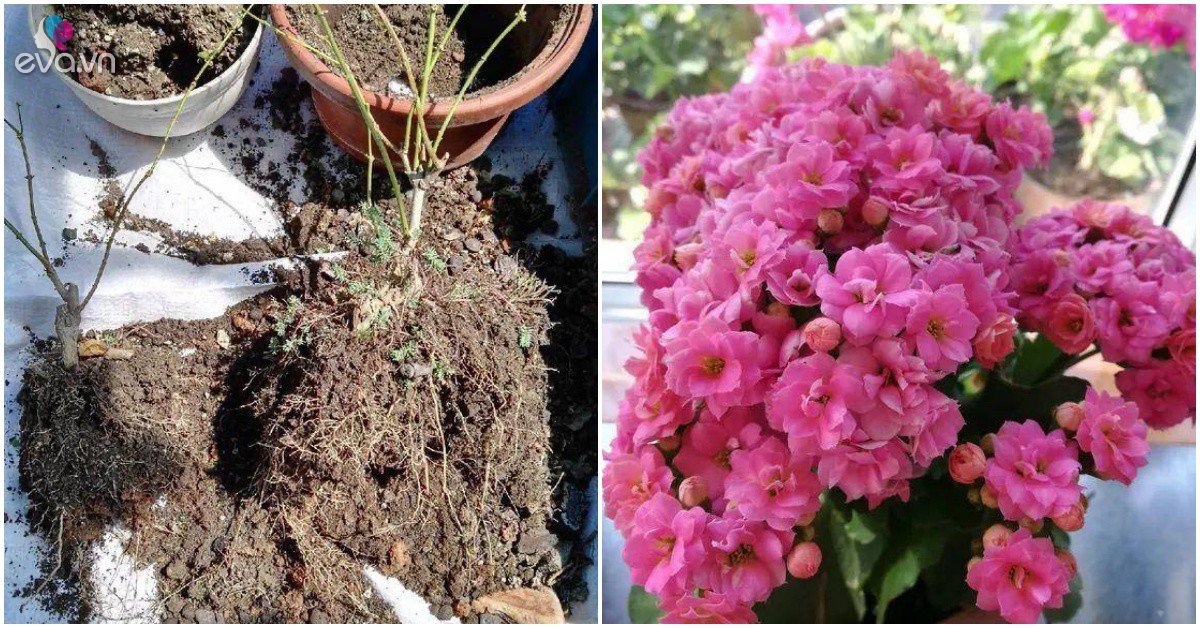 Read more about the article Thay chậu đừng vứt đất cũ đi, giữ lại thêm thứ này vào loại hoa nào cũng nở rực rỡ