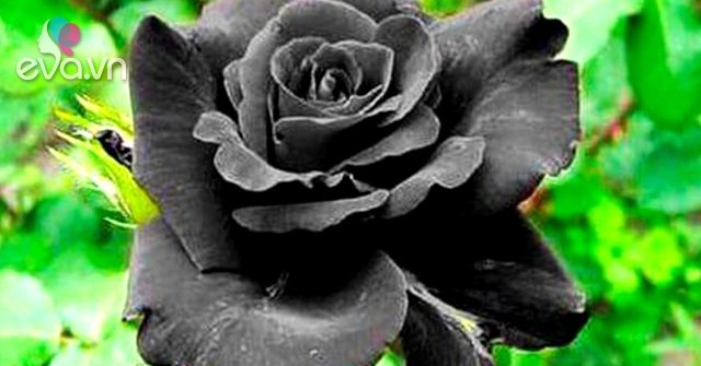 Read more about the article Ý nghĩa hoa hồng đen – loài hoa bí ẩn, hiếm có