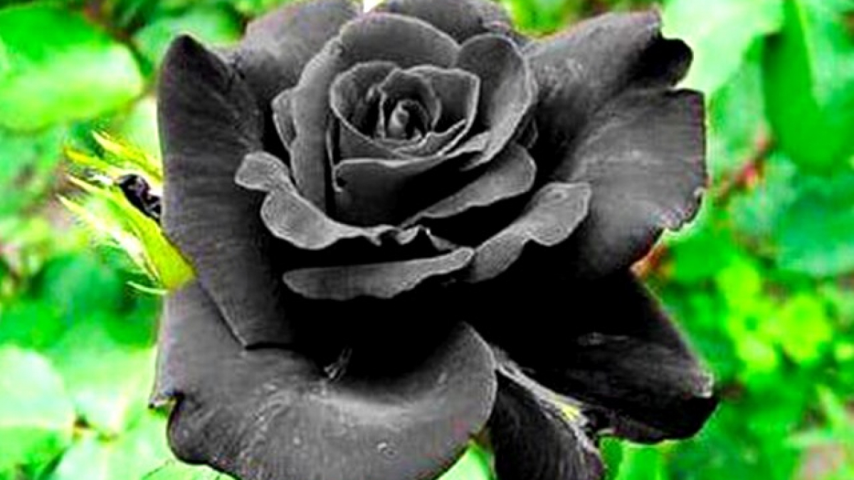 Bí ẩn, đẹp mắt và lạ mắt, đó chính là những gì mà hoa hồng đen đem lại. Cùng chiêm ngưỡng những bức ảnh tuyệt đẹp của những bông hoa hấp dẫn này và khám phá vẻ đẹp khác biệt.