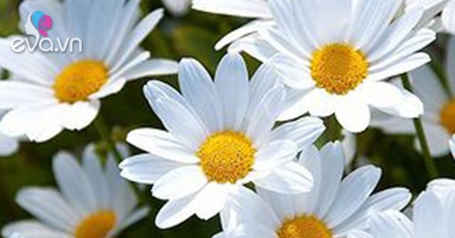 Read more about the article Hoa cúc – Phân loại, ý nghĩa, công dụng và cách trồng giúp hoa nở đẹp