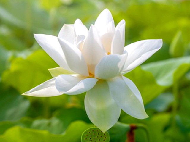 Trồng hoa sen trắng là một hoạt động mang lại nhiều giá trị cho sức khỏe và tâm trí. Đó cũng là cách để bạn thể hiện tinh thần yêu đời và yêu thiên nhiên. Hình ảnh đầy phấn khích này sẽ giúp bạn khám phá thêm về sự đa dạng và vẻ đẹp của hoa sen trắng.