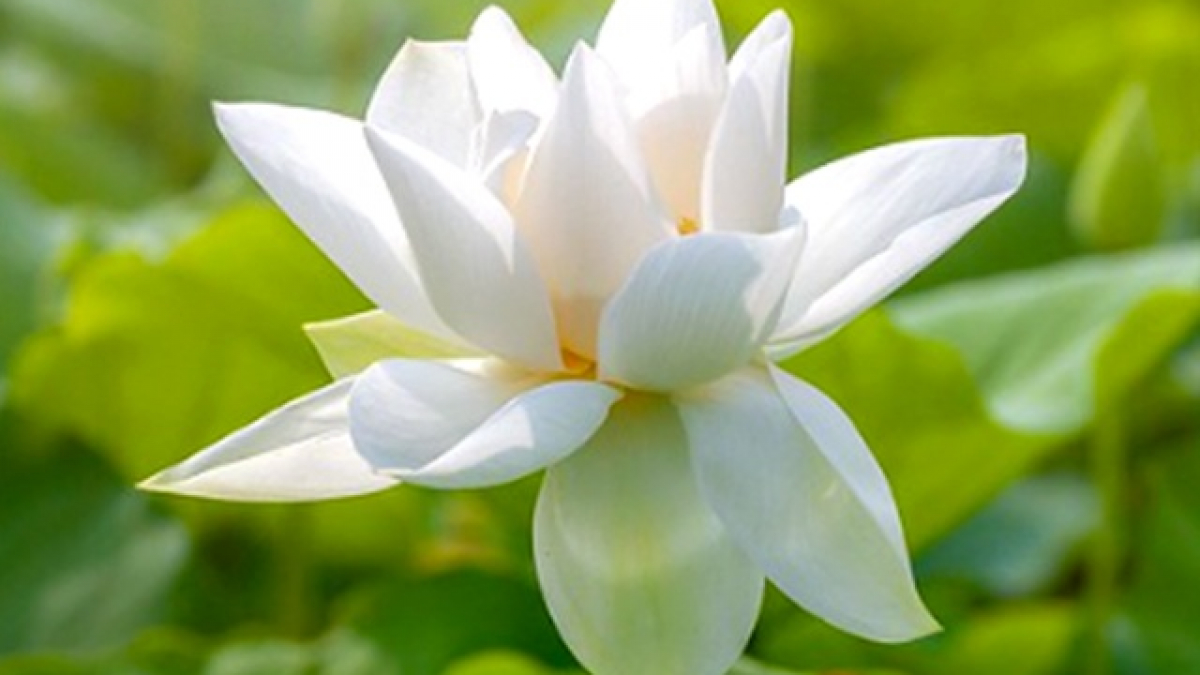 Tải bộ hình nền hoa sen tuyệt đẹp cho điện thoại iPhone  White flowers  Beautiful flowers Water lilies