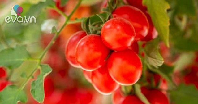 Read more about the article Hướng dẫn 3 cách trồng cà chua tại nhà đơn giản mà sai quả