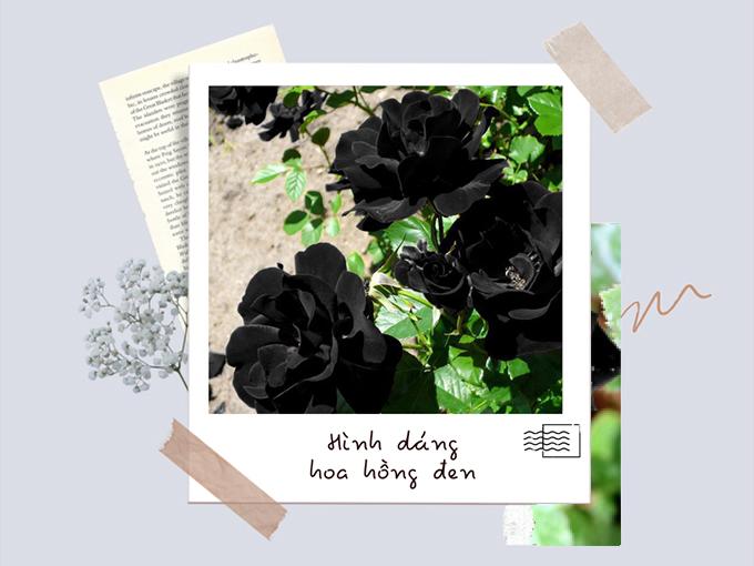 Ý nghĩa hoa hồng đen - loài hoa bí ẩn, hiếm có - 3