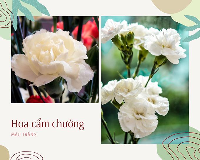Hoa cẩm chướng Ảnh nền  Tải xuống điện thoại di động của bạn từ PHONEKY