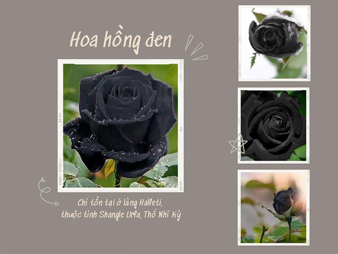 Hoa hồng đen có ý nghĩa sâu sắc về sự độc lập, sự lạnh lùng, sự trung thực và sự cách biệt. Nếu bạn đang muốn thể hiện sự mạnh mẽ và cá tính của mình, hoa hồng đen sẽ là sự lựa chọn hoàn hảo.