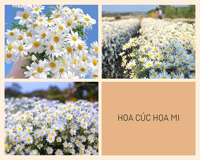 Hoa cúc - Phân loại, ý nghĩa, công dụng và cách trồng giúp hoa nở đẹp - 3