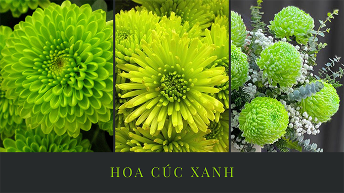 Hoa cúc - Phân loại, ý nghĩa, công dụng và cách trồng giúp hoa nở đẹp - 21