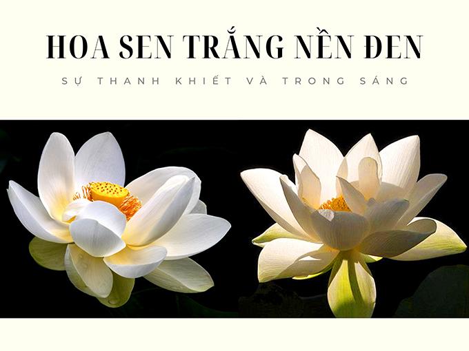 Hoa sen trắng: Hoa sen trắng là biểu tượng của sự thanh tịnh và sự tinh khiết. Hãy chiêm ngưỡng hình ảnh hoa sen trắng, có thể bạn sẽ cảm nhận được sự yên bình và tĩnh lặng trong tâm hồn.