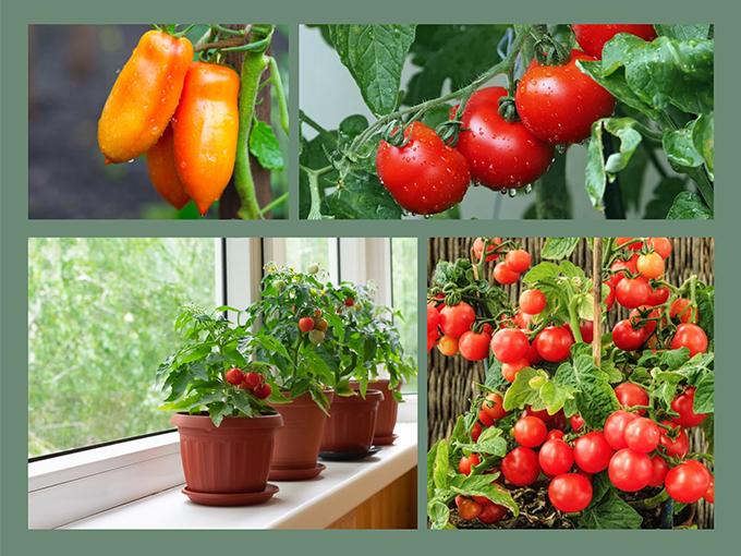 Hướng dẫn 3 cách trồng cà chua tại nhà đơn giản mà sai quả - 7