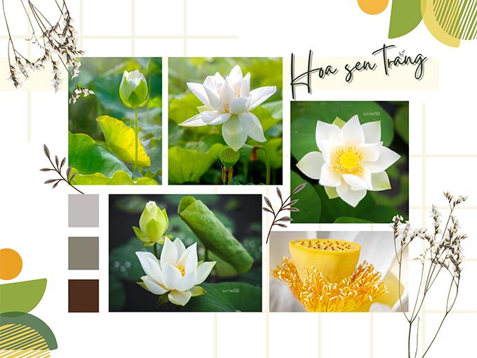 Hoa sen trắng: ý nghĩa, công dụng và cách trồng ra hoa thơm ngát