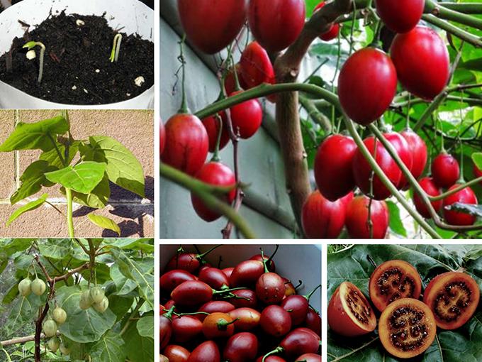 Hướng dẫn 3 cách trồng cà chua tại nhà đơn giản mà sai quả - 6