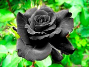 Nhà đẹp mắt - Ý nghĩa hoả hồng đen sạm - loại hoa bí mật, khan hiếm có