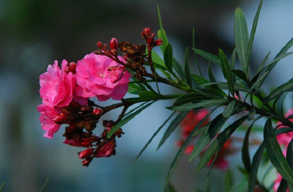 Nữ blogger suýt bỏ mạng vì ngậm hoa “sống ảo”, những loài hoa có độc đẹp mấy cũng đừng chạm - 3
