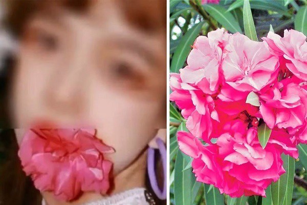 Nữ blogger suýt bỏ mạng vì ngậm hoa “sống ảo”, những loài hoa có độc đẹp mấy cũng đừng chạm - 1