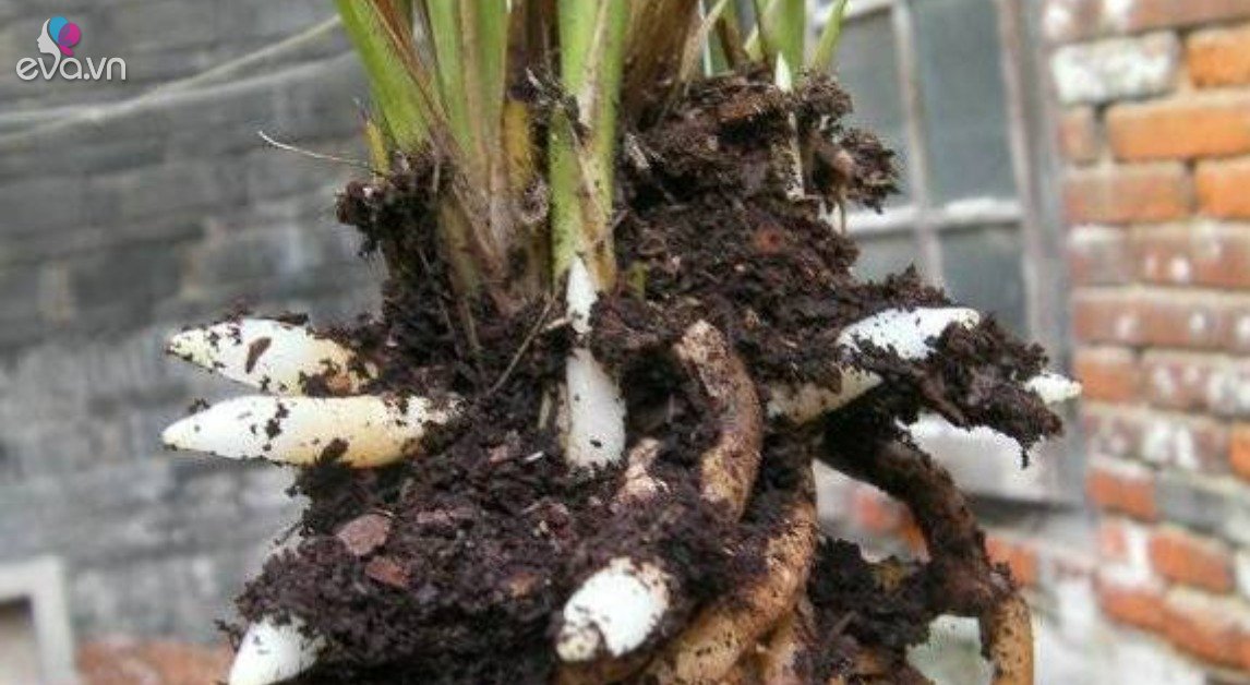 Read more about the article Khi nào nên thay chậu lan? Chọn đúng bộ rễ sẽ khỏe và nở hoa, một chậu thành 3 chậu