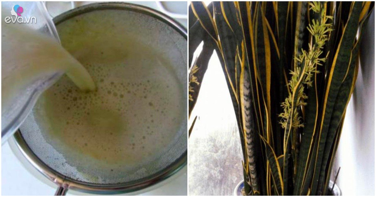 Read more about the article 3 loại cây rất thích uống “sữa đậu nành”, cứ 10 ngày tưới 1 lần lá sẽ xanh ngắt