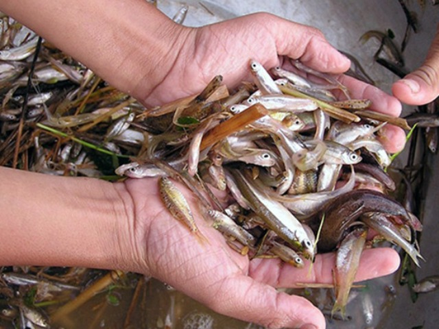 Loại cá nhà nghèo xưa ra đồng bắt về ăn, giá rẻ bèo, nay thành đặc sản ngon và hiếm 200.000 đồng/kg