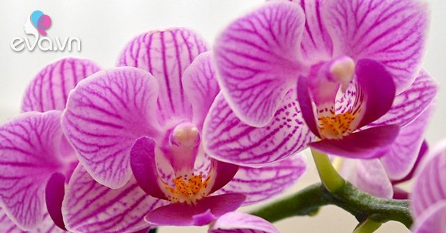 Read more about the article Lan Hồ Điệp – Phân loại, ý nghĩa và cách chăm cây tươi tốt, sai hoa