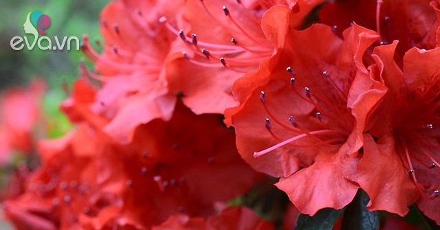 Hoa đỗ quyên: Ý nghĩa, phân loại, cách trồng và chăm sóc tốt nhất