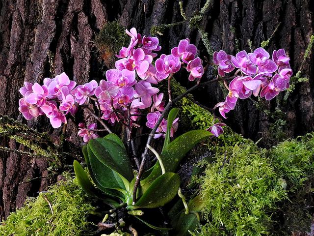 Lan Hồ Điệp - Phân loại, ý nghĩa và cách chăm cây tươi tốt, sai hoa - 12