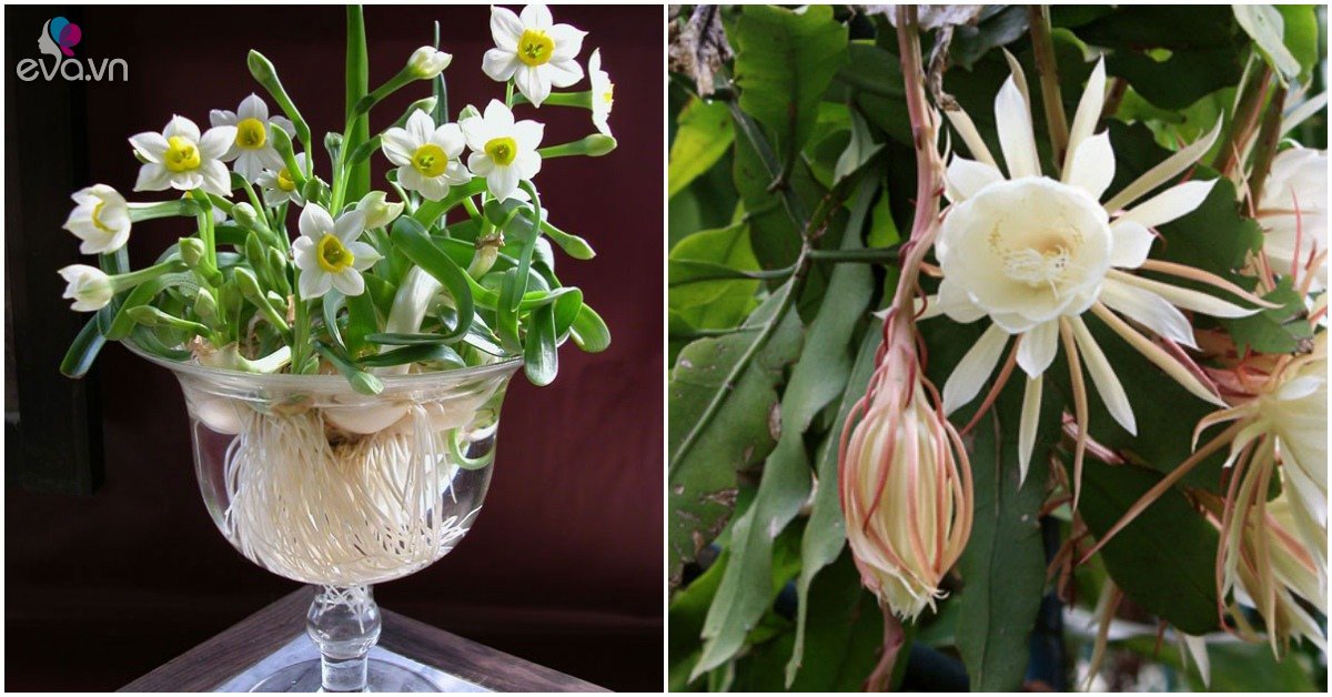 Read more about the article 3 loại cây nở hoa trắng như tuyết, một khi nở hoa sẽ khiến mọi người ngỡ ngàng