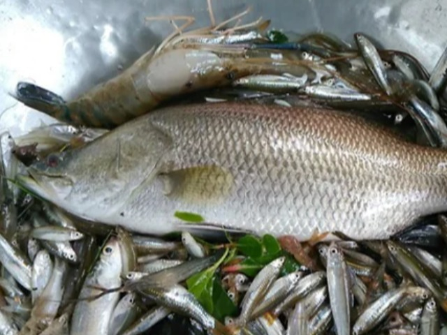 Loại cá xưa ít người ăn, giờ thành đặc sản được dân thành thị săn lùng, 250.000 đồng/kg
