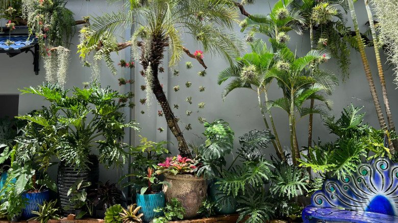 Mẹ đảm làm vườn nhiệt đới ở Cần Thơ: Rộng 100m2, đẹp mãn nhãn như ở Nam Mỹ - 10