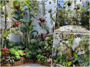 Nhà đẹp mắt - Mẹ đảm thực hiện vườn nhiệt đới gió mùa ở Cần Thơ: Rộng 100m2, đẹp mắt mãn nhãn như ở Nam Mỹ