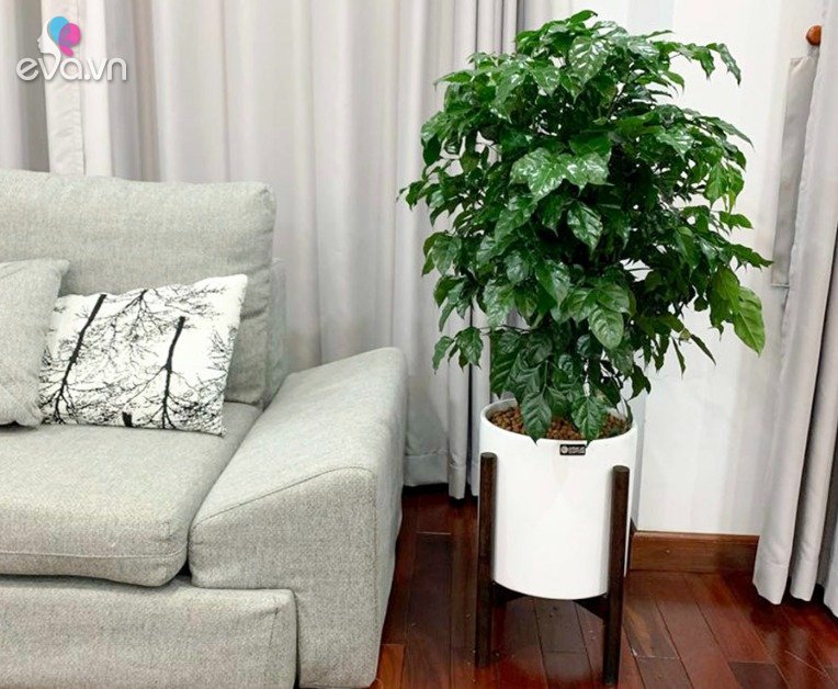 Read more about the article 4 loại cây “thịnh vượng” nhất định phải có một chậu trong phòng khách, nghe tên là biết giàu sang
