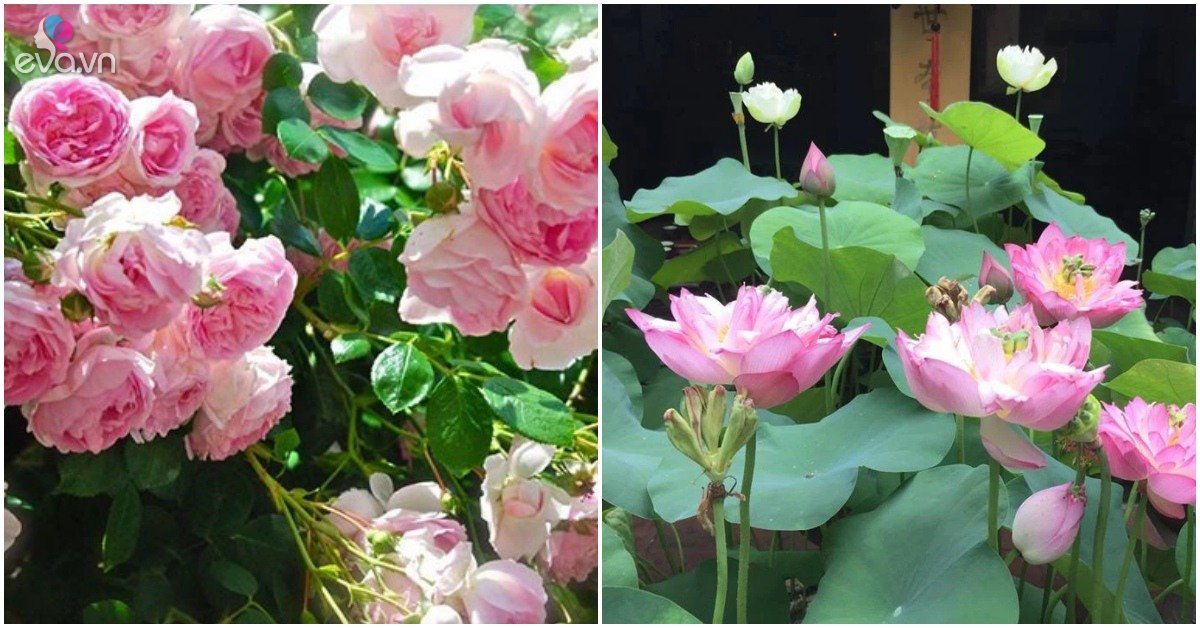 Read more about the article 5 loại hoa được mệnh danh là “túi thơm”, chăm sóc tốt nhà luôn tràn ngập hương thơm