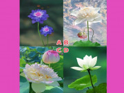 Trắc nghiệm tâm lý: Bạn thích bông hoa sen nào nhất?