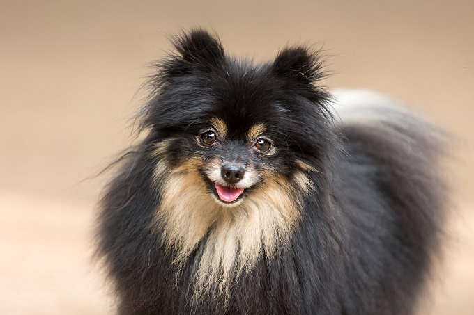 Chó phốc sóc Pomeranian: Nguồn gốc, đặc điểm và những sự thật thú vị - 3