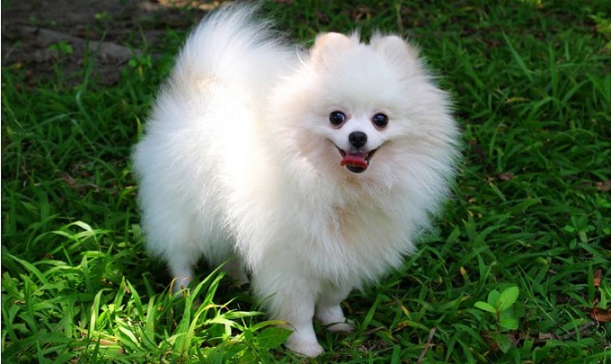 Chó phốc sóc Pomeranian: Nguồn gốc, đặc điểm và những sự thật thú vị - 1