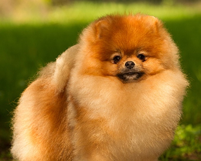 Chó phốc sóc Pomeranian: Nguồn gốc, đặc điểm và những sự thật thú vị - 5