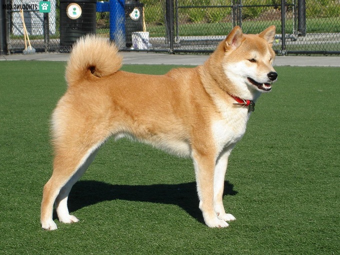 Chó Nhật tất tần tật về giống chó Hoàng gia của quý tộc Nhật Bản