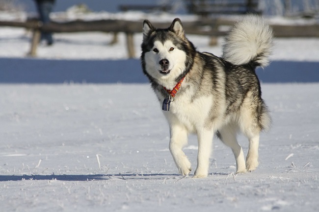 4 Giống chó Alaska tuyệt vời và đáng nuôi nhất hiện nay - Chia Sẻ Kiến ...
