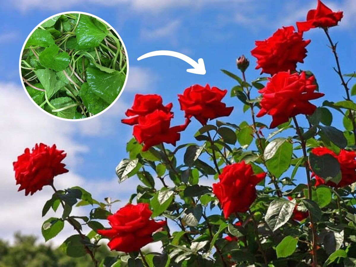 Hoa hồng phát triển chậm, tưới 8 loại nước “thần thánh” này chồi nụ bật ầm ầm, lá xanh tươi tốt - 6