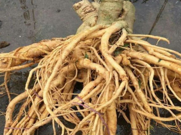 Cách ngâm rượu sâm đương quy tươi Bí quyết làm nên một loại rượu thuốc đặc biệt Cách ngâm rượu sâm đương quy tươi Bí quyết làm nên một loại rượu thuốc đặc biệt