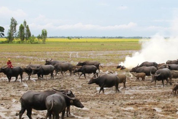 Làng đại gia giàu nức tiếng ở miền Tây nhờ cánh đồng chó ngáp: Biệt thự ...