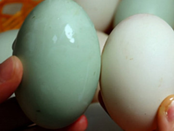 Mua trứng vịt nên chọn loại vỏ trắng hay vỏ xanh? Chọn đúng ăn ngon và bổ hơn, biết rồi thì đừng nhầm nữa nhé