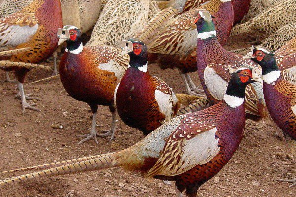 Chim trĩ cổ vàng và các động vật được bảo vệ cấp quốc gia khác được phát  hiện ở Núi Tuyết Ngọc Long, tỉnh Vân Nam, Trung Quốc
