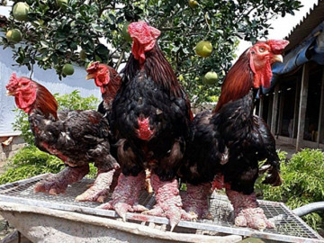Giống gà đặc sản của Việt Nam được báo Mỹ gọi là gà rồng, có một điểm cực kỳ ấn tượng về ngoại hình