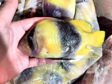 Loại cá chỉ có ở Nha Trang, tên vô cùng lạ, xưa không ai ăn nay thành đặc sản thơm ngon hảo hạng, 350.000 đồng/kg
