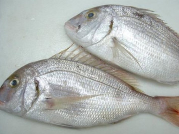 Loại cá có tên độc lạ, xưa ít ai biết giờ thành đặc sản được chị em săn lùng, 300.000 đồng/kg
