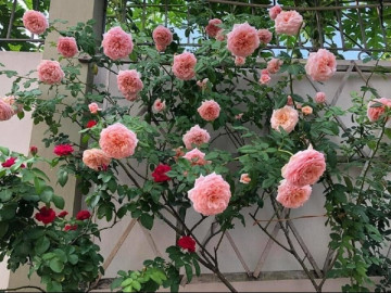Ai trồng hoa hồng hay chết ít hoa, phải biết ngay 5 “bí quyết” này, cây lên xanh tươi hoa ra sum suê