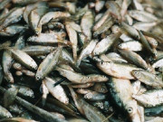 Xem ăn chơi - Loại cá xưa có đầy ít người biết, giờ thành đặc sản được khách du lịch ưa chuộng, 150.000 đồng/kg