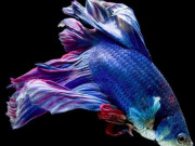 Eva tám - Trắc nghiệm tâm lý: Con cá nào khiến bạn ấn tượng nhất?
