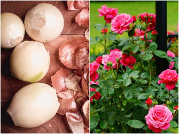 Chỉ cần một củ hành tây, hoa sẽ nở rộ sau 35 ngày, nhất là hoa hồng và lan càng cua